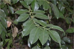 Sarcococca trinervia